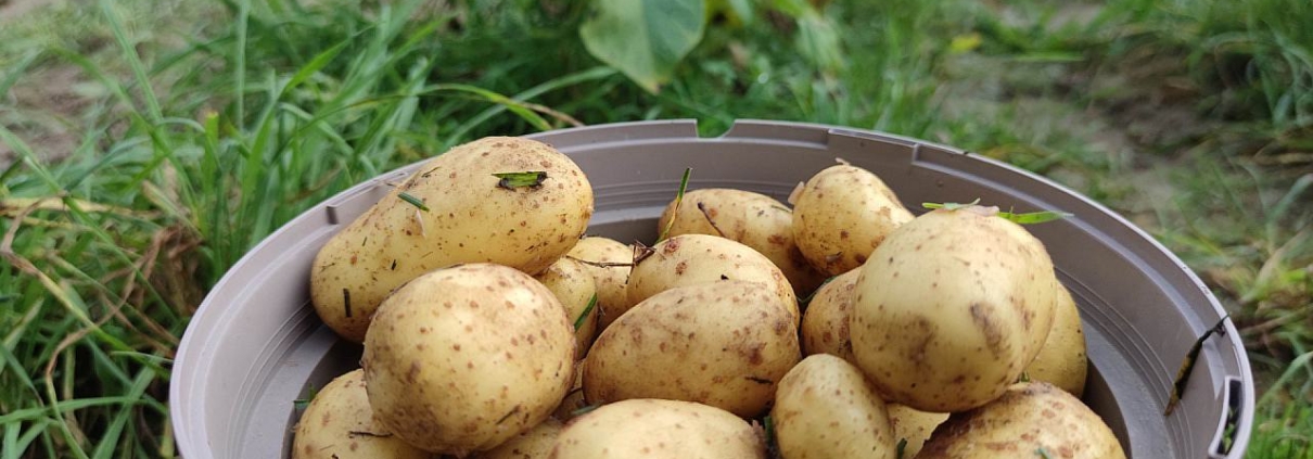 Geerntete Kartoffeln (Archiv)