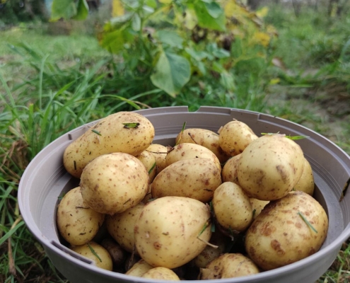 Geerntete Kartoffeln (Archiv)