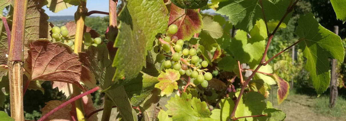 Weinstock (Archiv)