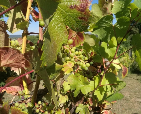Weinstock (Archiv)