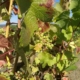 Weinstock (Archiv)